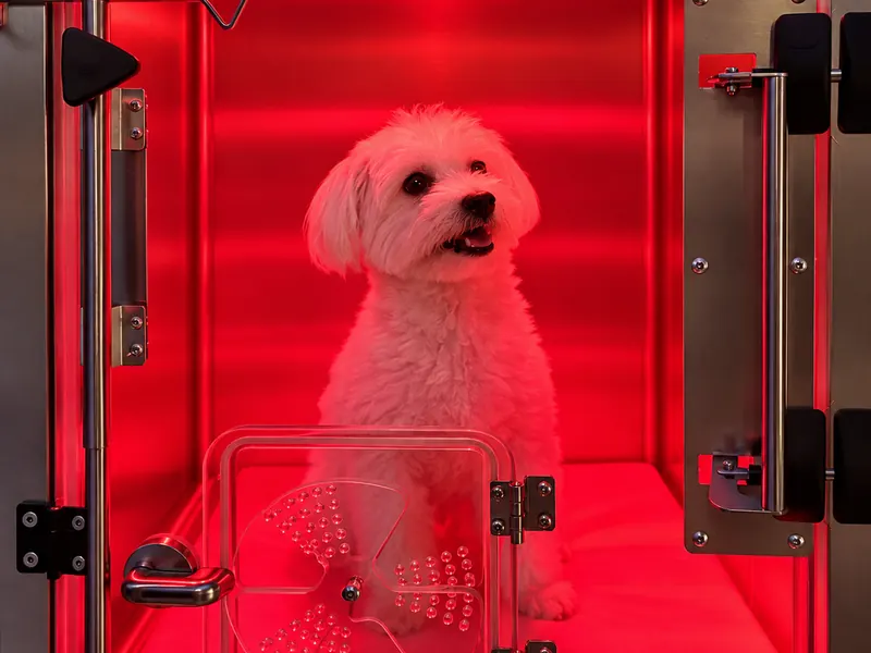 A small dog in a heated medical boarding unit